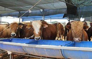 Kurbanlık hayvanlarda aranan yaş şartlarına dikkat