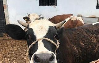 Kurbanlıklar görücüye çıktı