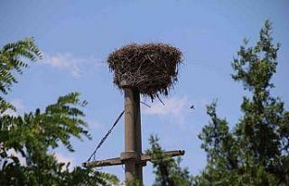 Kuşların elektrik direğine kurduğu yuva görenleri...