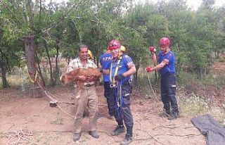 Kuyuya düşen keçiyi AFAD kurtardı