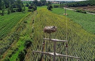 Leylek yuvaları dron ile görüntülendi