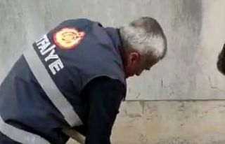 Mahsur kalan kediyi itfaiye ekipleri kurtardı