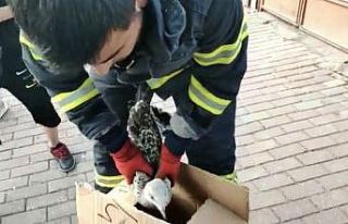 Mahsur kalan martıya itfaiyeden kurtarma operasyonu