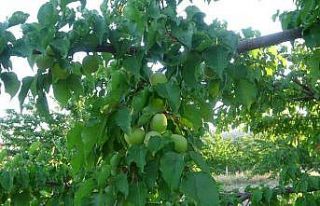 Malatya’da kayısı üreticisi hasat için gün...