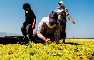 Manisa Büyükşehir’den üzüm üreticisine 100...