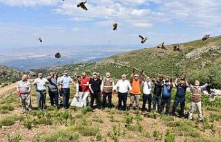Manisa’da 250 kınalı keklik doğaya salındı