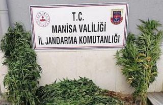 Manisa’da iki ilçede kenevir operasyonu
