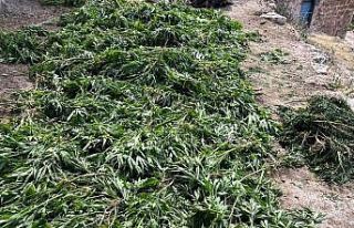 Mardin’de jandarma ekipleri 42,5 kilogram esrar...