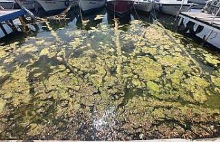 Marmara denizi kendini temizliyor: Kıyılar yosunla...