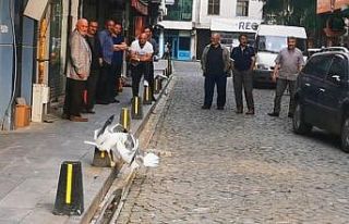 Martıların kavgasını film izler gibi izlediler