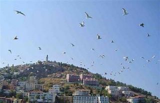 Martının yuttuğu olta iğnesi ameliyatla çıkarıldı