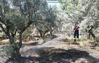 Menteşe’de zeytinlik yangını