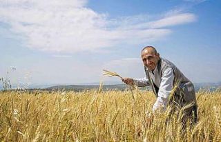Mersin’de üreticilere kuraklığa dayanıklı buğday...