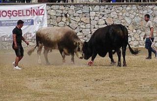 Milas’ta boğa güreşleri nefes kesti
