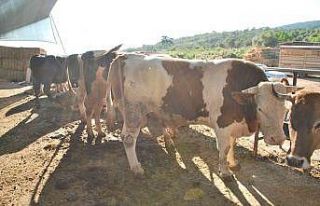 Milas’ta kurbanlık satışları başladı