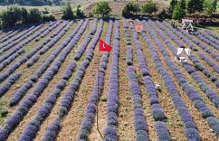Mor tarlaların hanımağaları