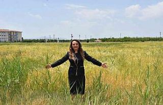 MTÜ’den tahıl üretimine destek