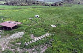 Muğla’da 4 yılda 19 bin dekar mera ıslahı yapıldı