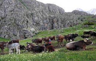 Munzur Dağlarında iç ısıtan görüntü; Dağ...