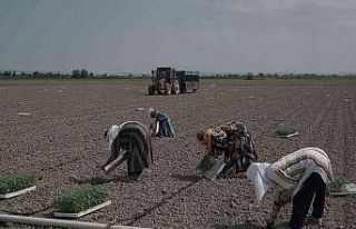 Mustafakemalpaşa’da 280 bin ton salçalık domates...