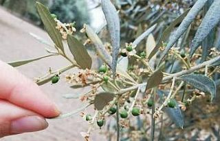 Nazilli İlçe Tarım ve Orman Müdürlüğü üreticileri...