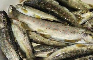 Nesli tükenen Kırmızı benekli alabalık avlayan...