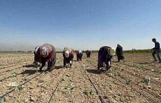 Niğde’de beyaz lahana dikimi başladı