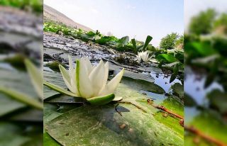 Nilüfer çiçekleri kirlilikle boğuşuyor: Koparmanın...