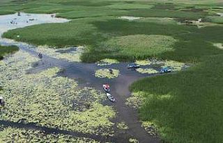 Nilüfer deryasında büyüleyen manzara