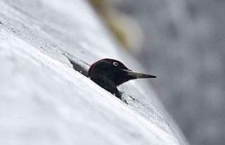 O Ağaçkakan değil ’Minarekakan"