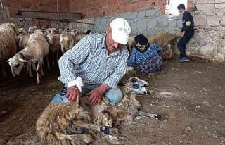 O ilçede koyunlar asırlardır aynı yöntemle kırkılıyor