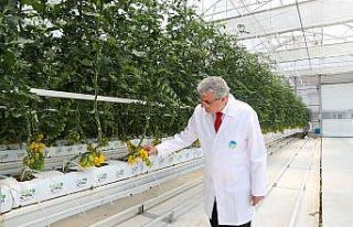 O merkezde yılda 1250 ton domates üretimi hedefleniyor