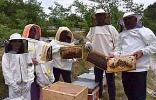 Ordu’da arıcılara polen toplama tuzağı desteği