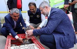 Ordu’da çiftçilere hindi palazı dağıtıldı