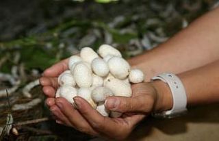 Ordu’da ’ipek böcekçiliği’ dönemi