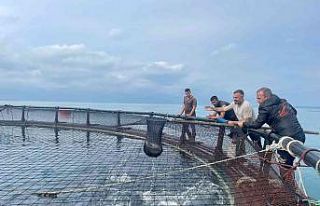 Ordu’dan Rusya’ya ve Japonya’ya Türk somonu