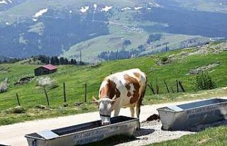 Ordu’nun meralarında ot verimliliği arttırılıyor