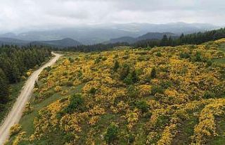 Orman gülleri açtı, yaylalar sarıya boyandı