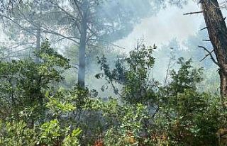 Ormanlık alana düşen yıldırım yangına neden...