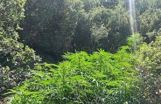 Ormanlık arazide 6 farklı noktaya ekilmiş kenevirler...