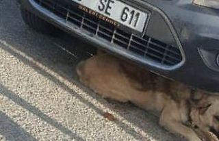 Otomobilin altına sıkışan köpeği itfaiye kurtardı