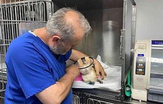 Otomobilin ezmesi sonucu 1 patisini kaybeden kedi,...