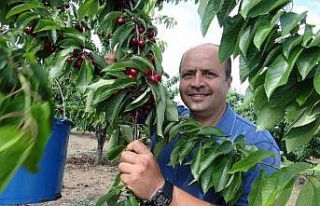 (ÖZEL) 5 ülkeye ihracatı yapılan ’Napolyon’...