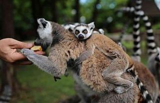 (Özel) Lemur ailesine katılan 6 yavru annesinin...