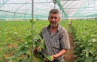 (ÖZEL) Salatalık tarlada 2, pazarda 5, marketlerde...