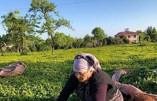 Özel sektör çay alımında ÇAYKUR’u solladı