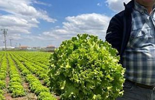 (ÖZEL) Tarladan 1,5 liraya çıkan marul marketti...