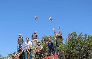 Özenle büyütülen kekliklerin ilk özgür kanat...