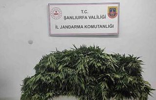 Pamuk tarlasında uyuşturucu operasyonu