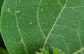 Pamuk üreticilerine yeşil kurt uyarısı